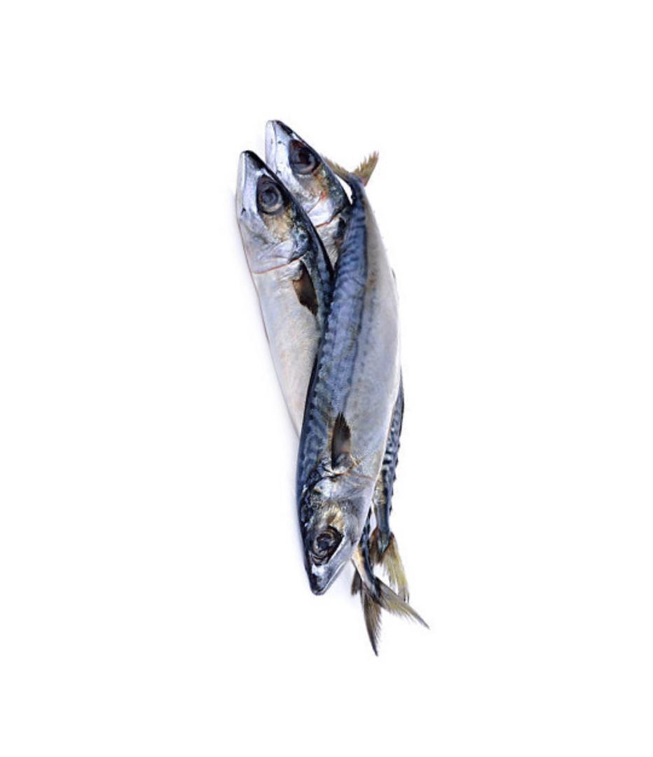 Titus(Mackerel)