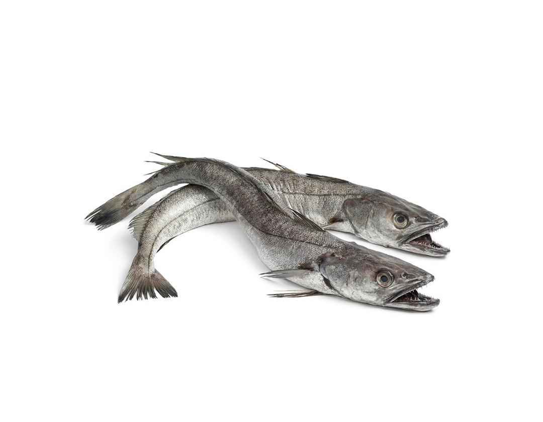 Hake (Panla)